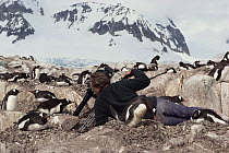 Ian McCarthy filming Gentoo penguins using periscope, for Life in the Freezer, 1992
