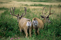 Two male Mule deer stags (Odocoileus hemionus) eating saskatoon berries. Waterton NP Canada