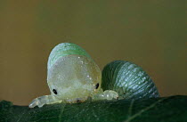 Birch Sawfly larva eating leaf (Cimbex femoratus) UK