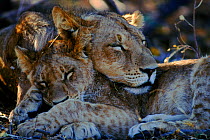 Lioness and cub sleeping (Panthea leo) Botswana, Africa