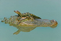 American Alligator female carrying baby on head. Texas, USA