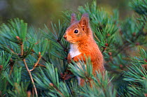 Red squirrel in Scots pine tree, Scotland