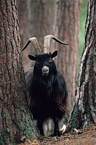 Feral Goat male in pinewood (Capra hircus) Scotland