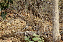 Leopard camouflaged in undergrowth in Bandhavgarh National Park, India