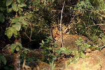Leopard with prey, Bandhavgarh National Park, India.