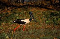Black necked stork (Ephippiorhynchus asiatic). Keoladeo NP, Bharatpur, India