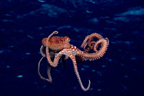Octopus swimming in Red Sea. Egypt