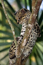 Margay {Felis wiedi} in tree, captive