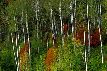 Aspen and Mountain Maple trees in fall colours , Wasatch Range Utah USA.