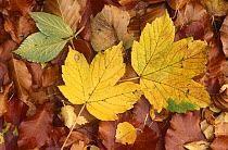 Fallen Sycamore leaves on leaf litter (Acer pseudoplatanus) Scotland
