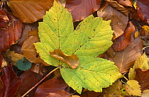 Fallen Sycamore leaf in leaf litter (Acer pseudoplatanus) Scotland