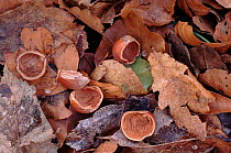 Hazelnuts split by red squirrel, Scotland