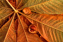 Conkers and Horse chestnut leaf (Aesculus hippocastanum), autumn. Scotland, UK, Europe