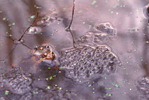 Common frogs {Rana temporaria} in amplexus by frogspawn England