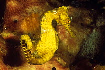 Slender / Longsnout seahorse (Hippocampus reidi) Cayman Is