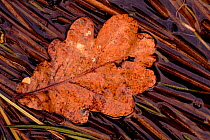 Fallen Oak leaf on rushes, autumn, Scotland