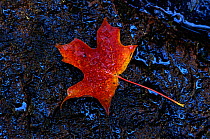 Sugar maple leaf (Acer saccharum) on ground. USA