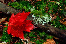 Autumn Sugar maple leaf on ground with lichen, North America