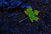 Sugar maple leaf (Acer saccharum) on ground. USA
