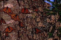 Monarch butterflies (Danaus plexippus). Mexico, Central America