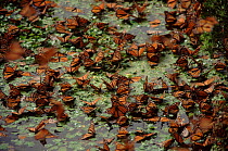 Monarch butterflies on water (Danaus plexippus) Mexico