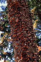 Monarch butterflies massed on tree trunk at overwintering site, Mexico