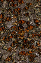 Monarch butterflies gathered on on tree trunk (Danaus plexippus) Mexico