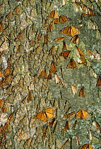 Monarch butterflies massed on tree trunk (Danaus plexippus) Mexico