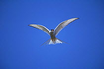 Arctic Tern {Sterna paradisaea} in flight, Canada
