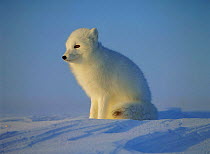 Arctic Fox sitting portrait, Canada (Vulpes lagopus)