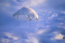Arctic Fox on ice, Canada (Vulpes lagopus)