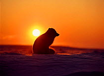 Arctic Fox sitting at sunset. Canada (Vulpes lagopus)