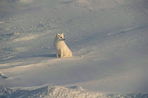 Arctic Fox in snow, Canada. (Vulpes lagopus)
