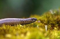 Female Slow worm (Anguis fragilis) Scotland