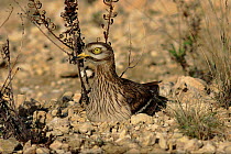 Stone Curlew at nest on ground, Spain