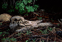 Nightjar at nest on ground, Spain