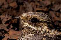 Nightjar head close up at nest on ground, Spain (Caprimulgus europaeus)
