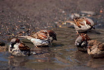 House Sparrows (Passer domesticus) bathing in puddle England