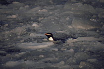 Adelie penguin swimming in brash ice (Pygoscelis adeliae) Antarctica