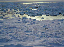 Arctic fox in icy landscape. Hudson Bay, Canada.