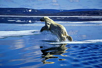 Polar bear {Ursus maritimus} leaping to ice floe, Hudson Bay