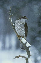Northern Goshawk {Accipiter gentilis} perched in snow, Finland