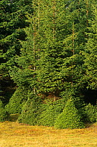 Norway Spruce after grazing by Red deer. (Picea abies) Scotland
