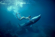 Woman diving with Bottlenose dolphin (Tursiops truncatus) Red Sea Model released.