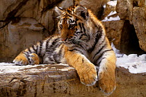 Siberian Tiger cub orphan (Panthera tigris altaica) Omaha Zoo, Nebraska
