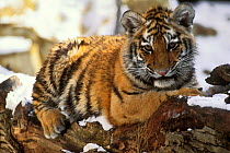 Siberian Tiger cub, orphaned (Panthera tigris altaica)