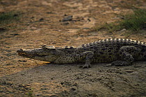 Saltwater crocodile {Crocodylus porosus} by river, India