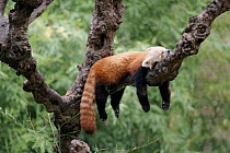 Red Panda resting in tree branch