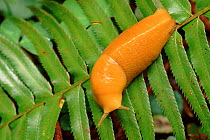 Banana Slug on leaf, California, USA