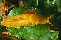 Banana slug on leaf (Ariolomax columbianus) California, USA
